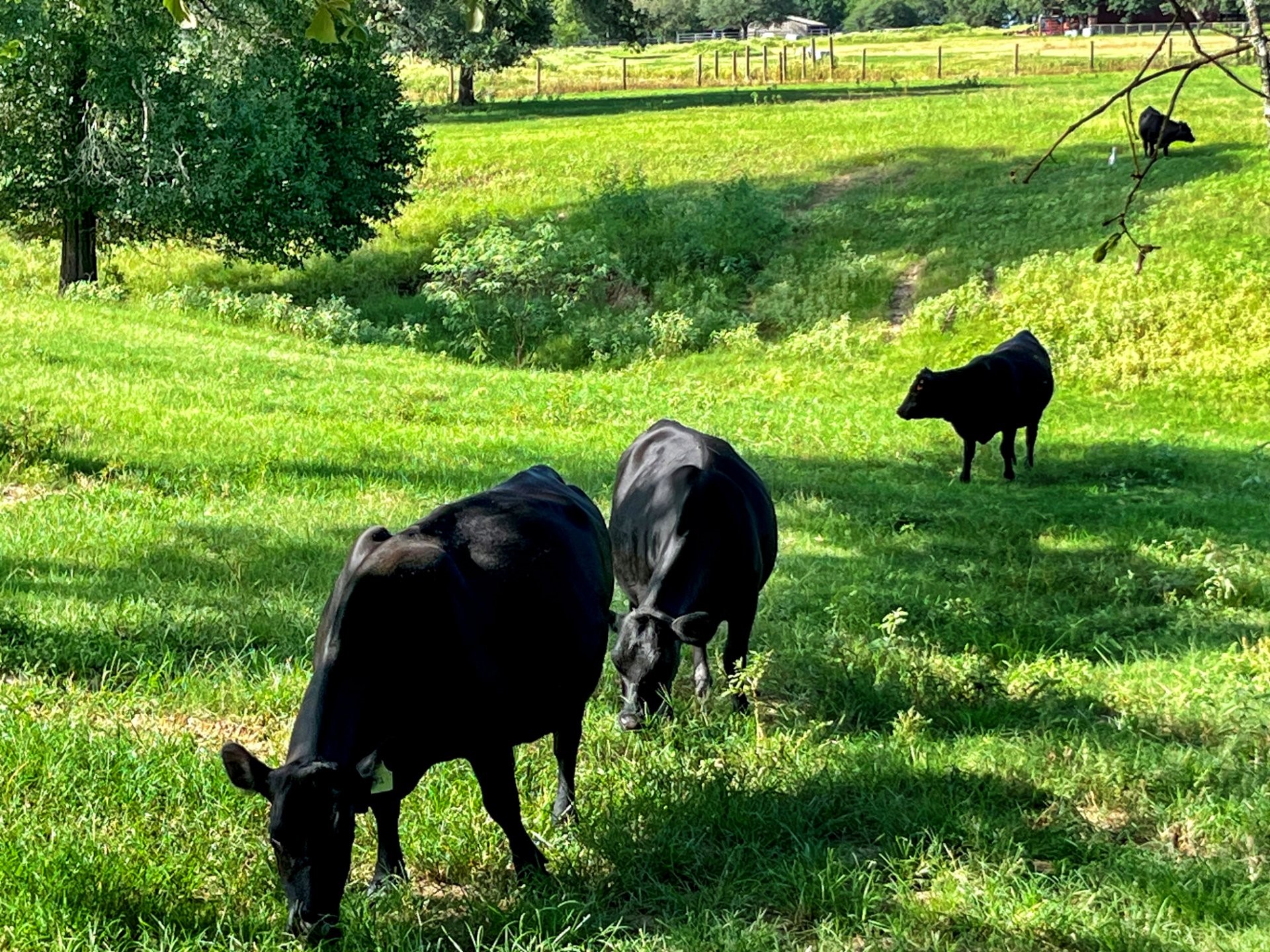 2230 County Road 201 Weimar, TX 78962 - Photo 6 of 30