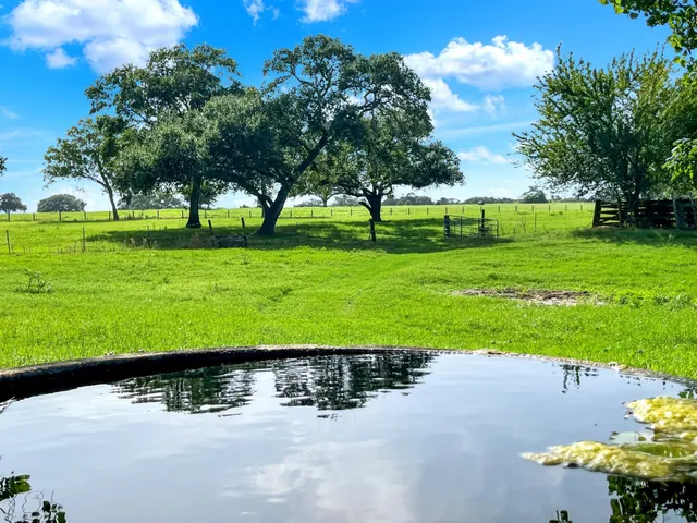 a view of a garden with a tree