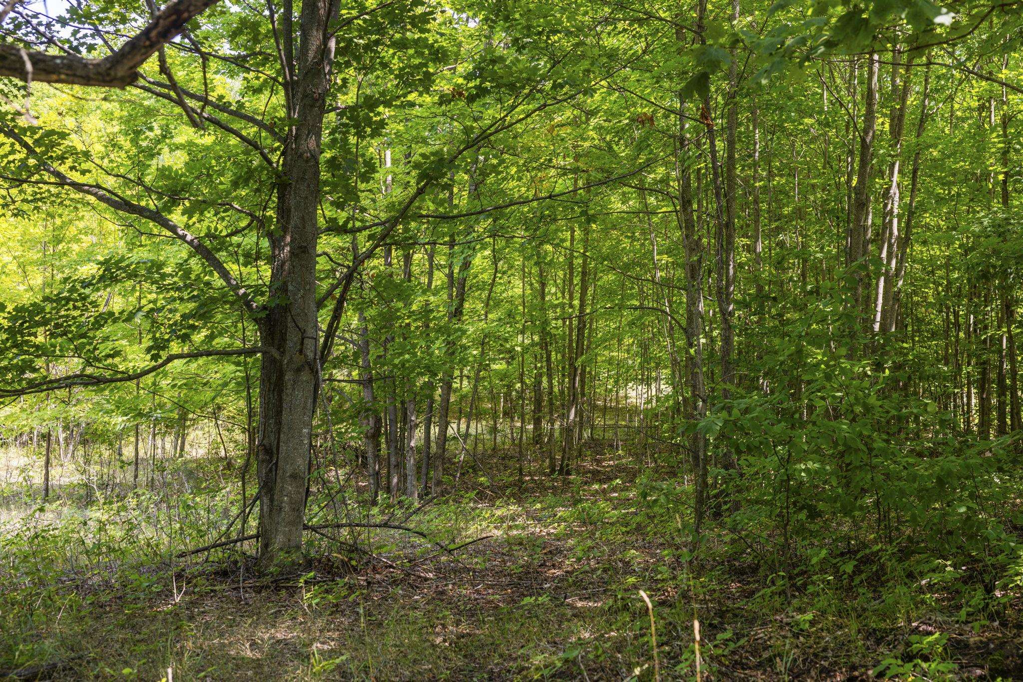 South Hill Road Cedar, MI 49621 - Photo 13 of 15