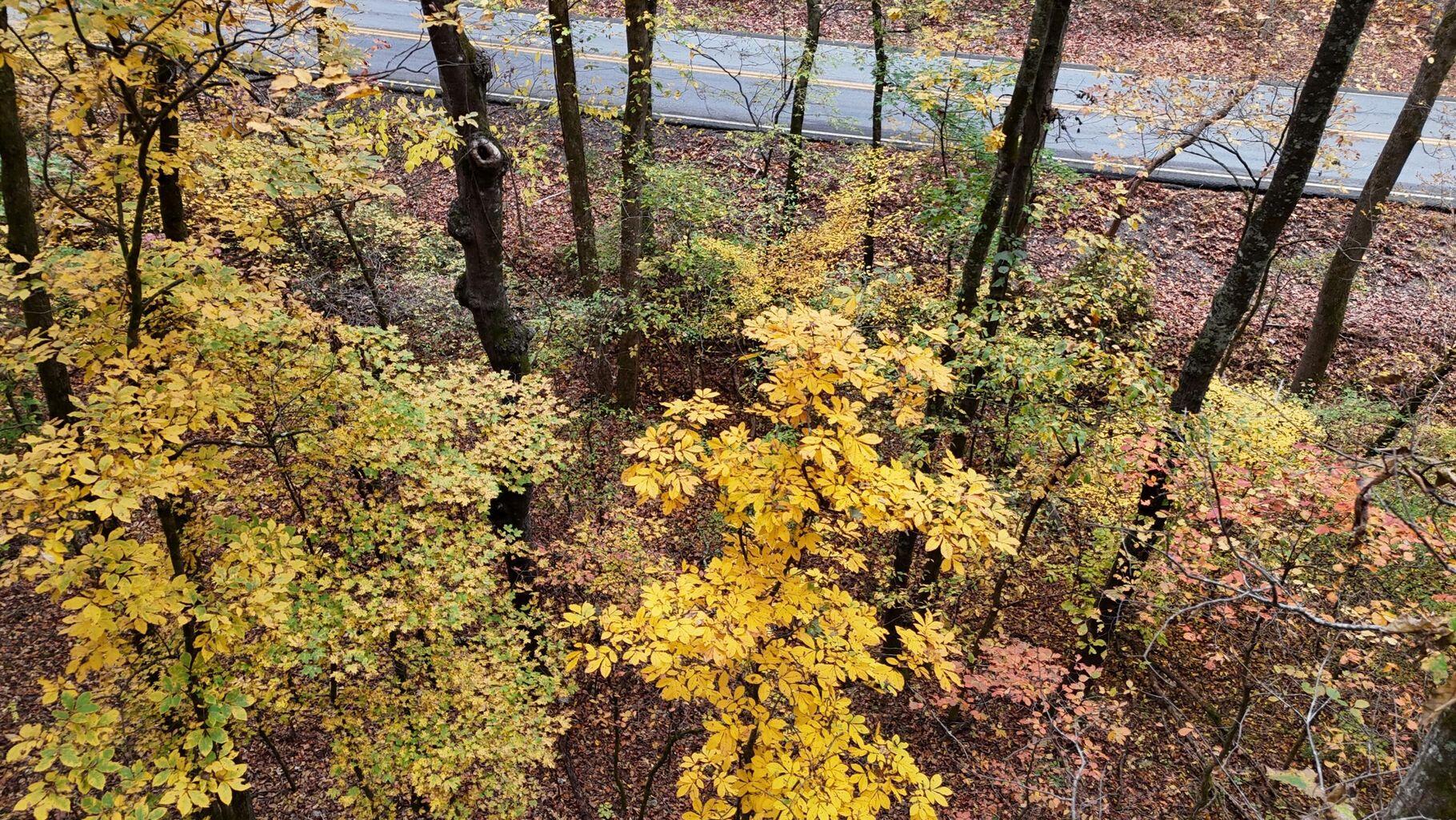 0 Lower River Road Northwest Georgetown, TN 37336 - Photo 3 of 13 20250708155327165870000000-o