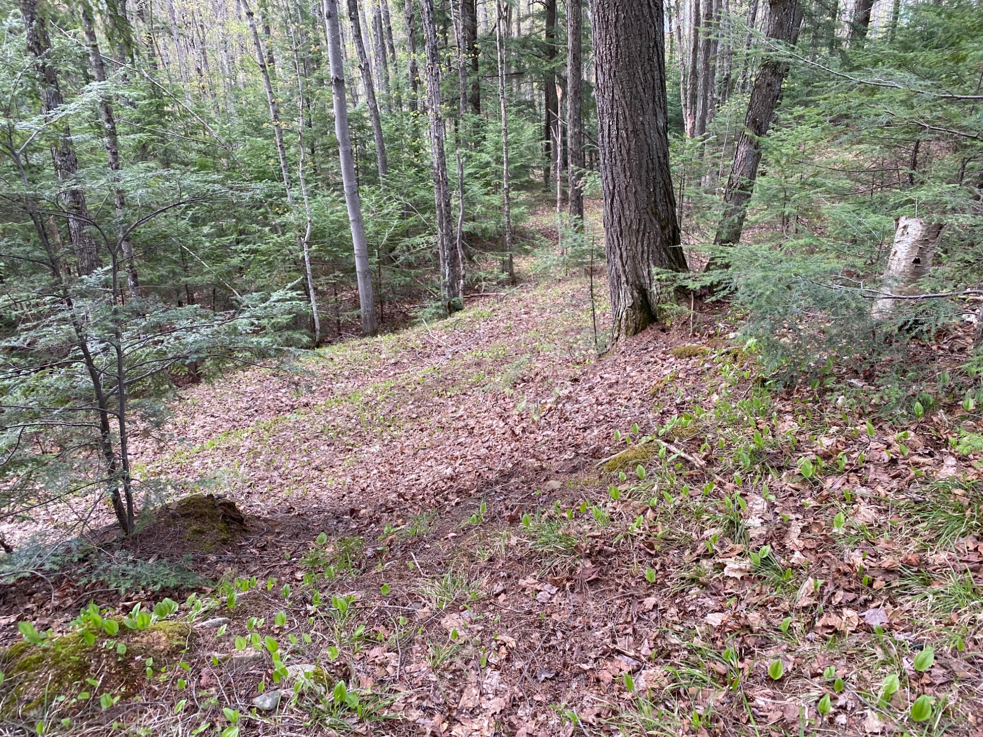 Lot #1 Channel Road Watersmeet, MI 49969 - Photo 12 of 21 Gallery Image 12