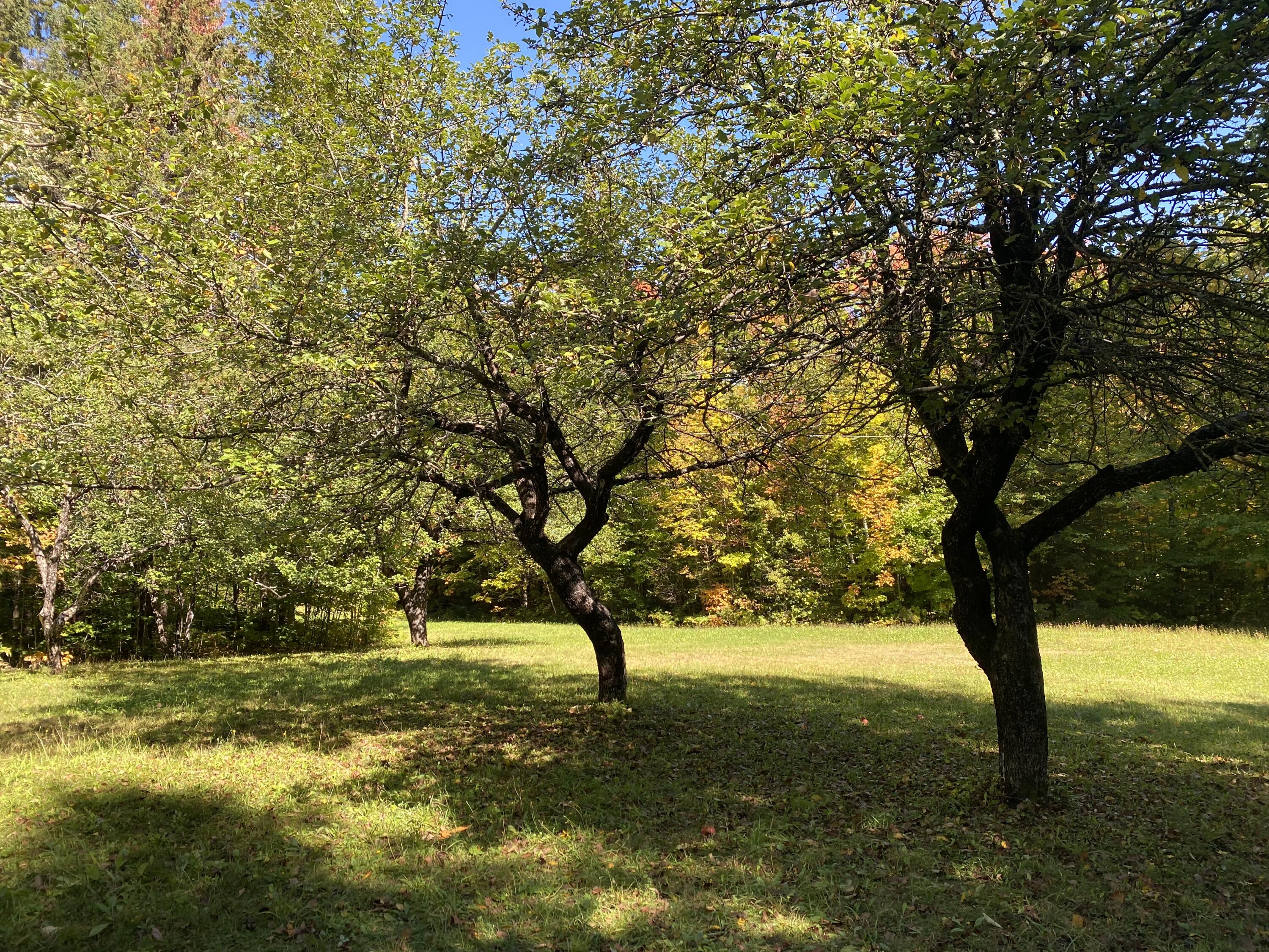 6 Sugartree Road St. David, ME 04773 - Photo 3 of 18 IMG_7266
