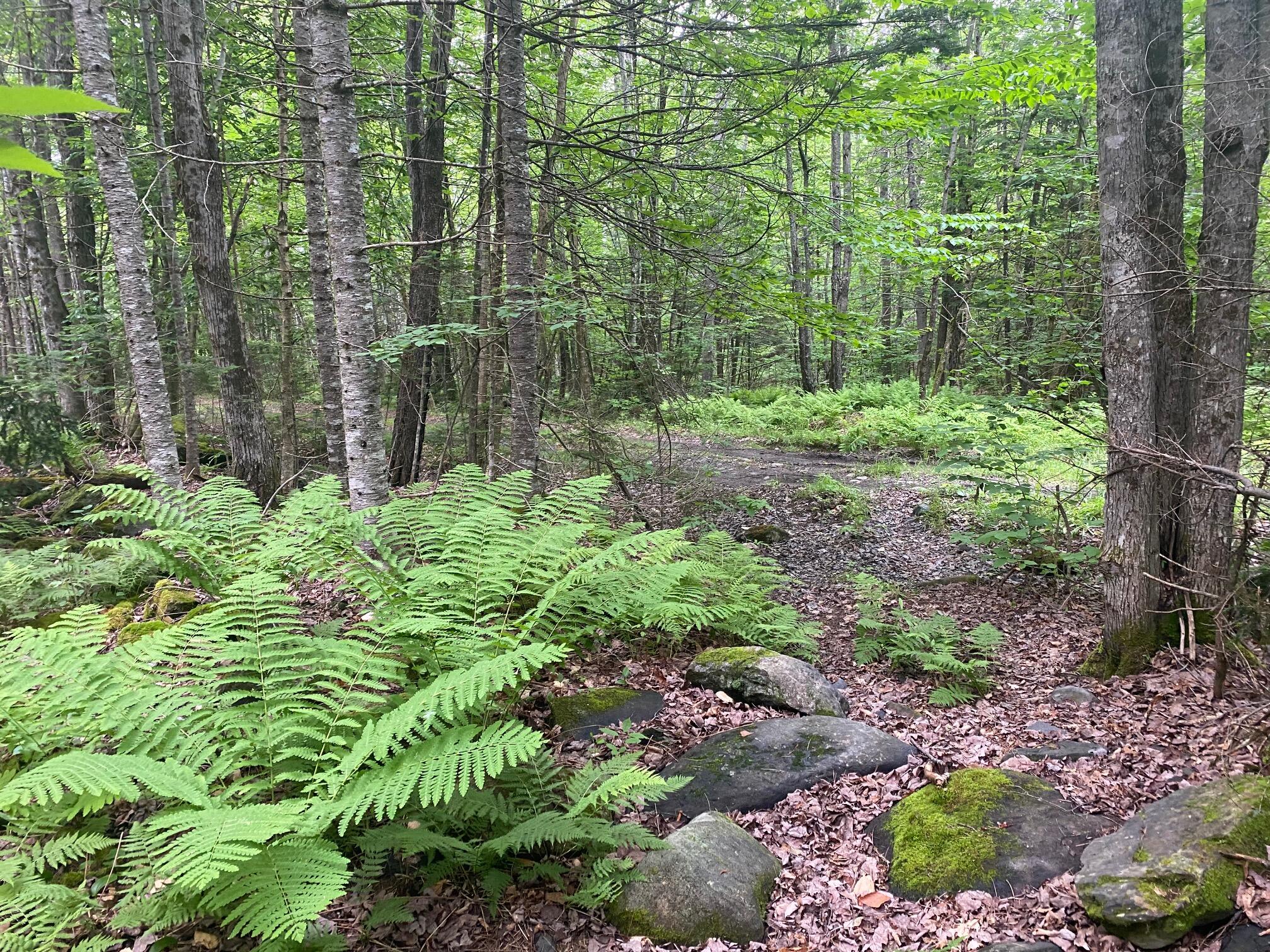 Lot#17 Guilford Center Road Guilford, ME 04443 - Photo 4 of 20