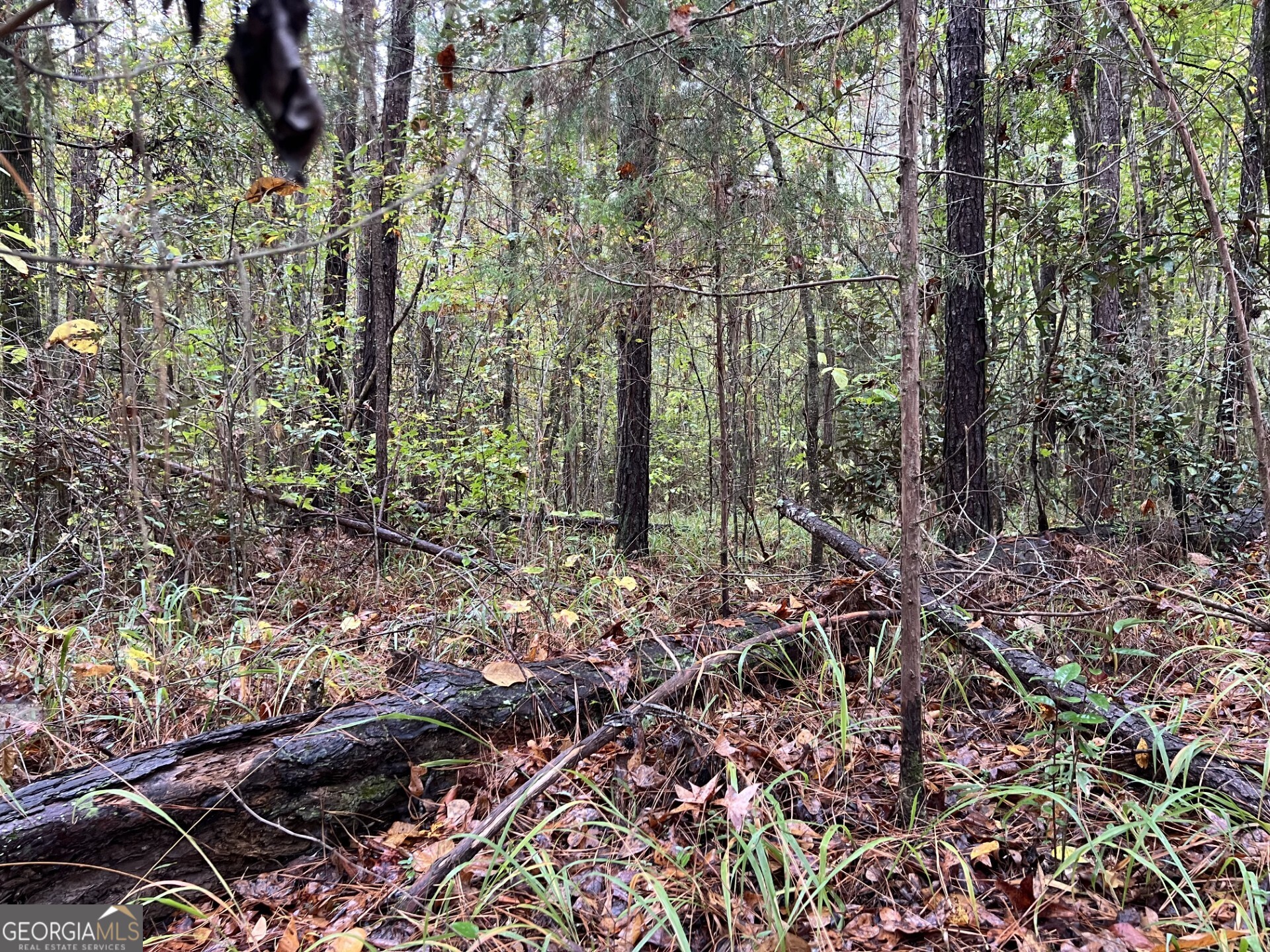 a view of a forest with lots of trees