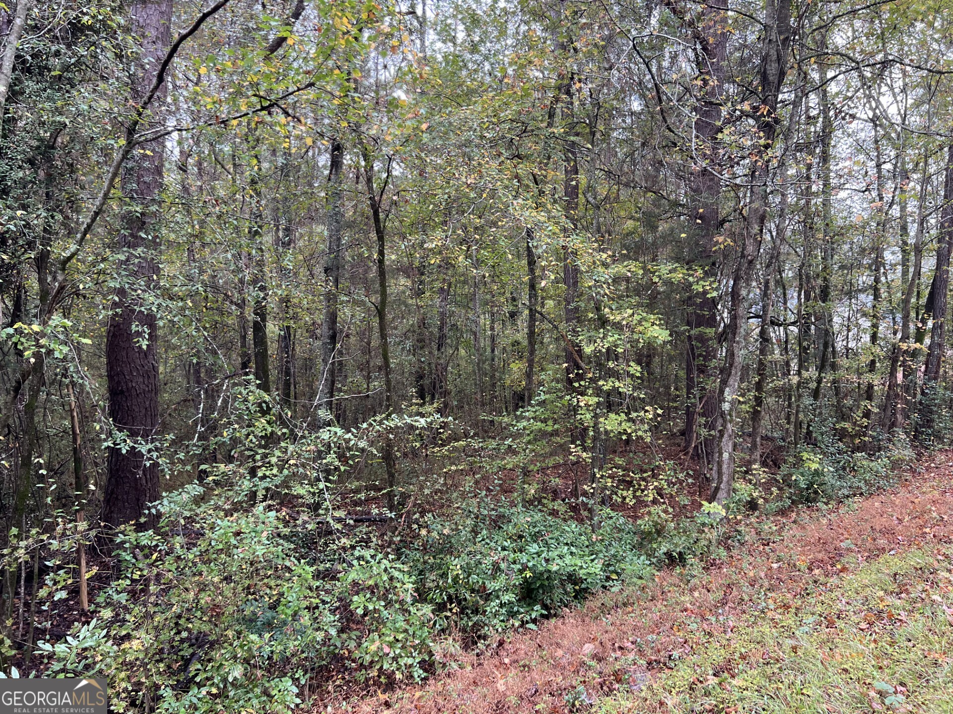 266 Clinton Crossing Drive Gray, GA 31032 - Photo 2 of 3 a view of a forest filled with trees