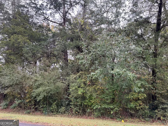 a view of a forest with trees in the background