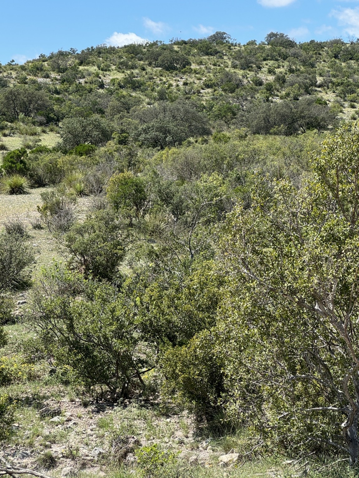 Lot 32 Private Road Rocksprings, TX 78880 - Photo 29 of 29