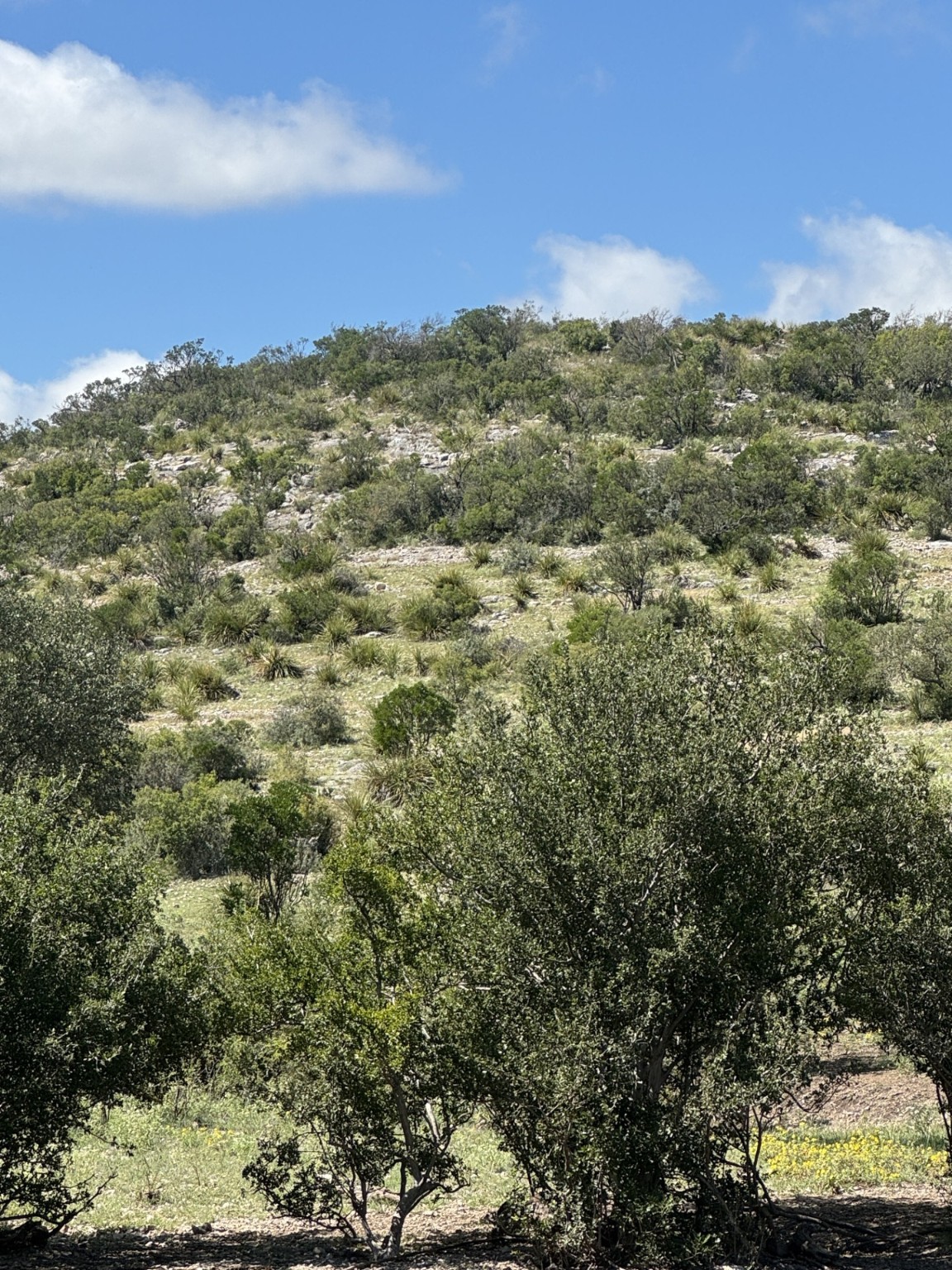 Lot 32 Private Road Rocksprings, TX 78880 - Photo 4 of 29