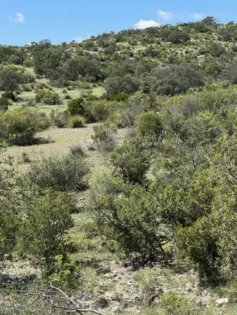 a view of a forest with a forest