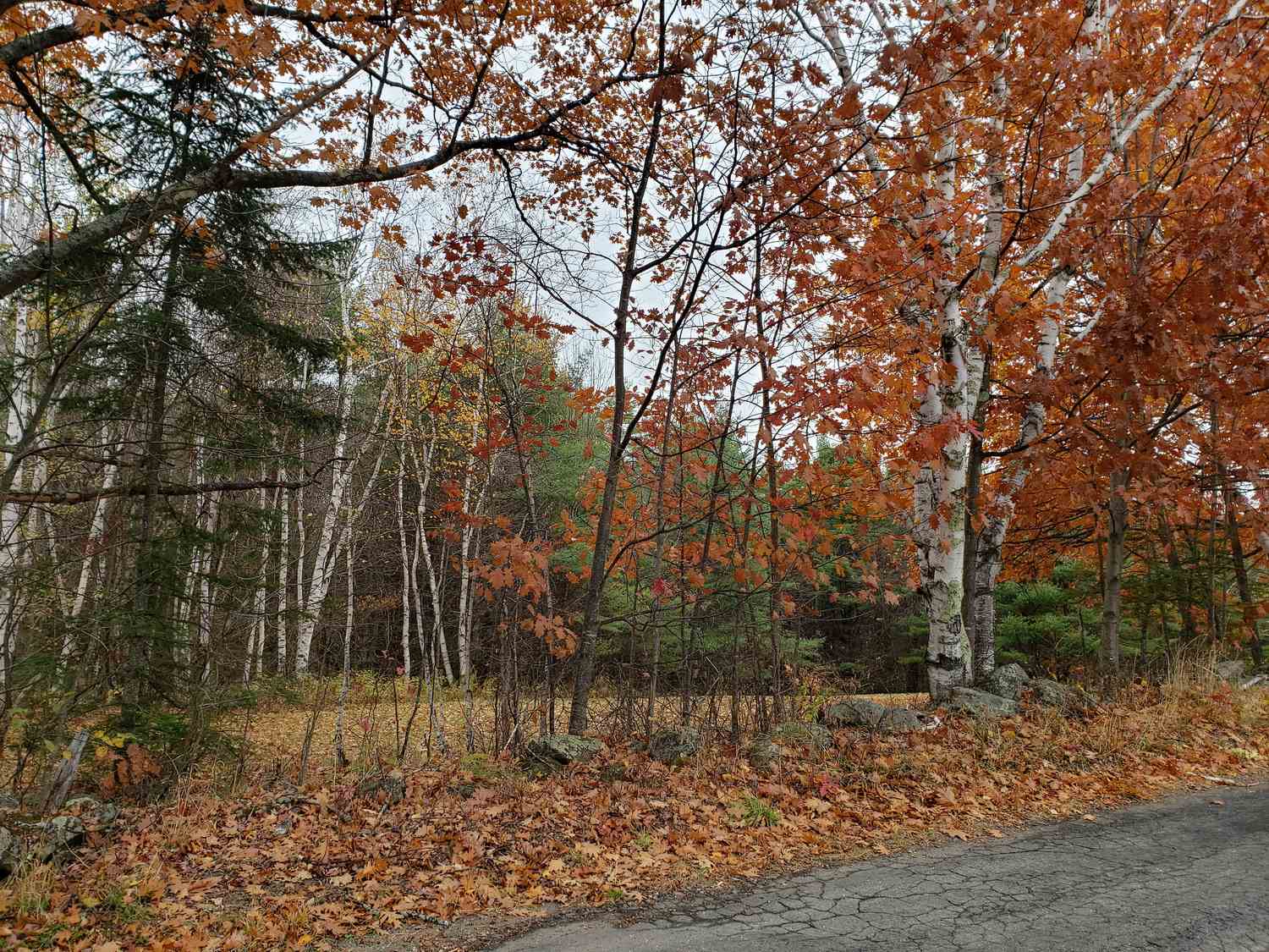 Lot 24 Pearl Lake Road Landaff, NH 03585 - Photo 27 of 34 Gallery Image 27
