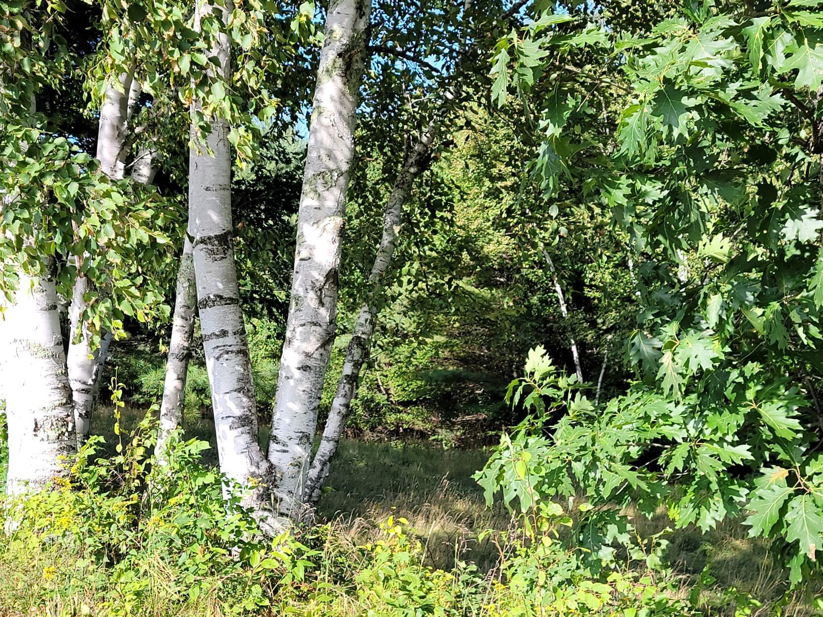 Lot 24 Pearl Lake Road Landaff, NH 03585 - Photo 8 of 34 Gallery Image 8