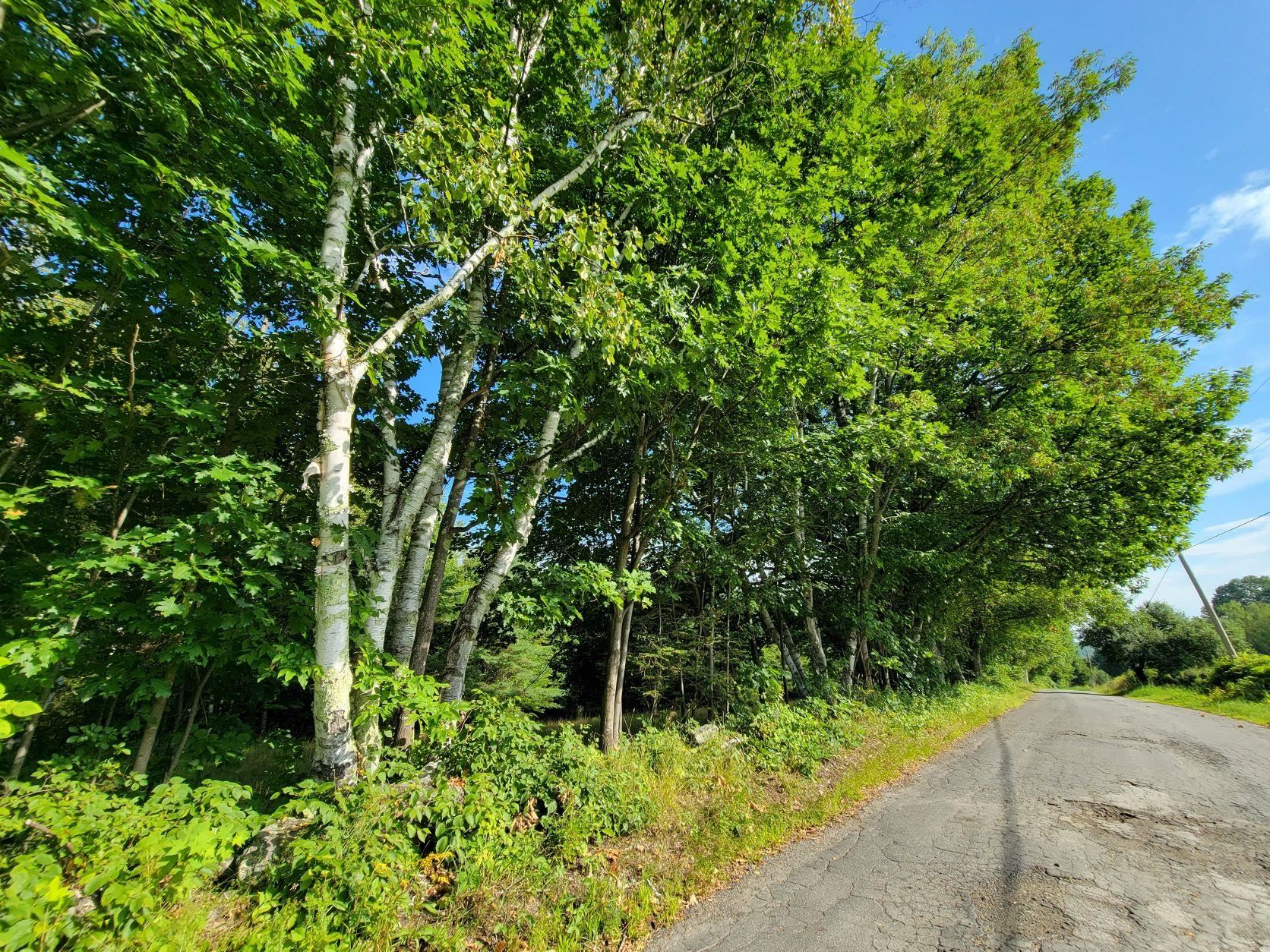 Lot 24 Pearl Lake Road Landaff, NH 03585 - Photo 10 of 34 Gallery Image 10