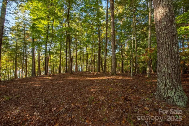 a view of dirt yard with a large trees