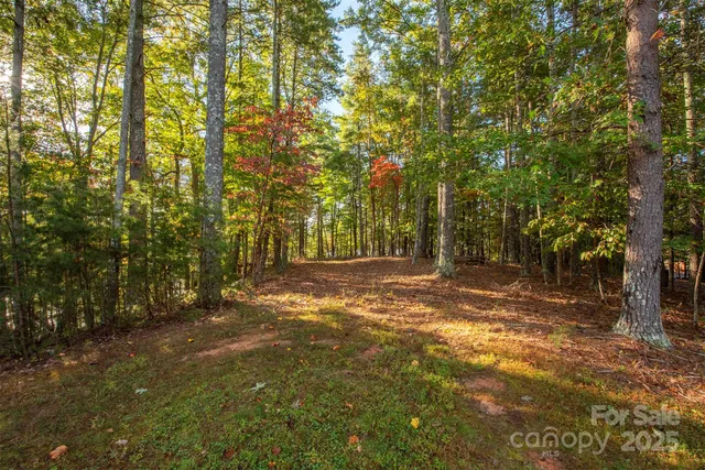 a view of yard with trees
