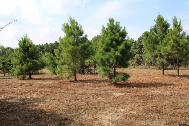 a view of dirt yard with a tree