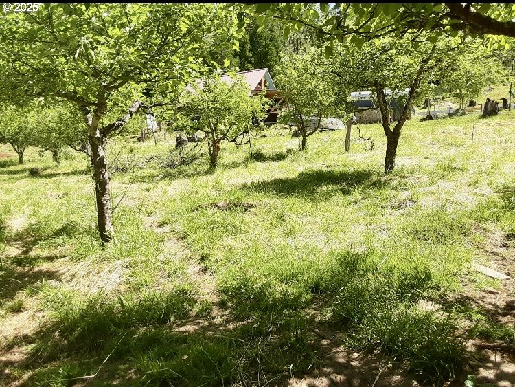 4580 Old House Creek Road Agness, OR 97406 - Photo 37 of 46 a view of yard with trees