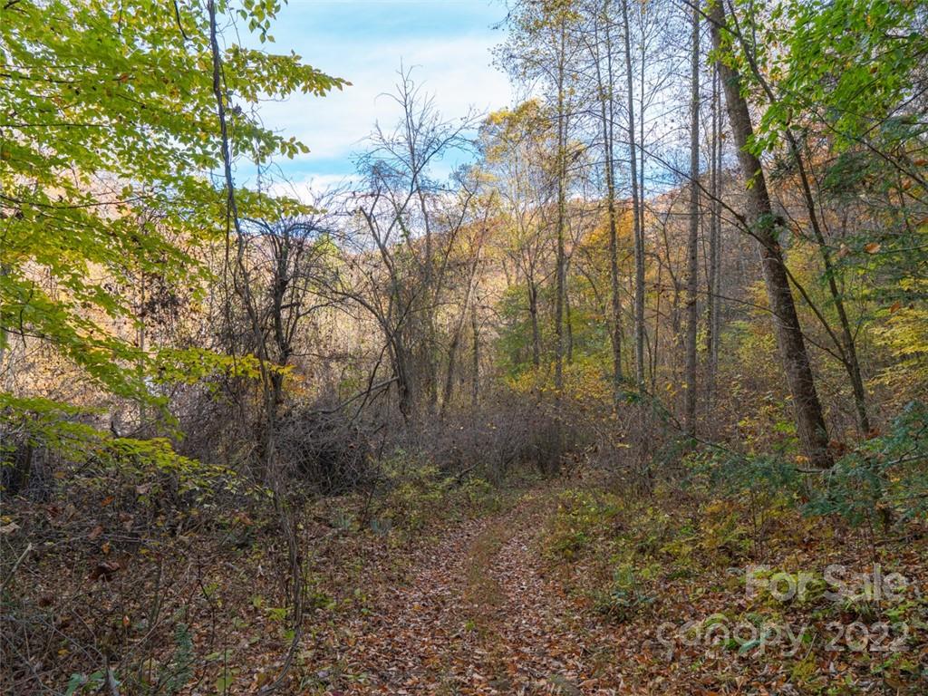0 Drake Cove Road Mars Hill, NC 28754 - Photo 16 of 33 a view of a forest with trees