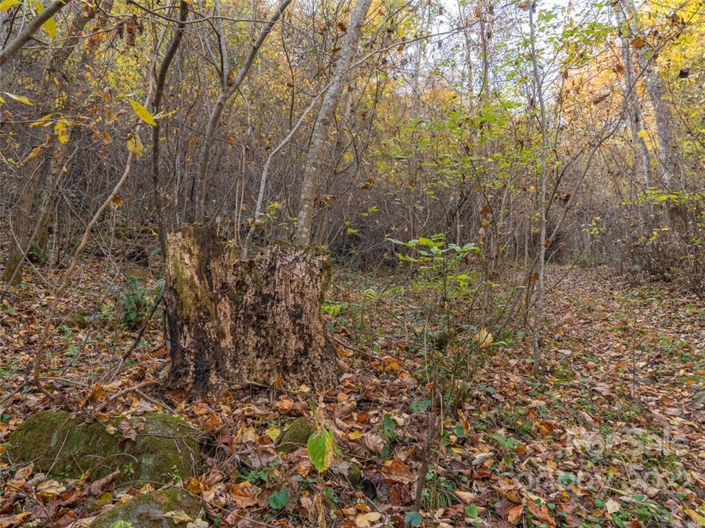 0 Drake Cove Road Mars Hill, NC 28754 - Photo 18 of 33 a view of small yard