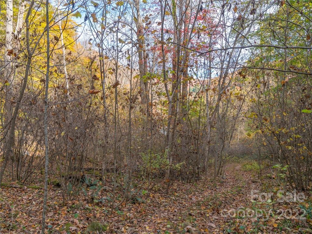 0 Drake Cove Road Mars Hill, NC 28754 - Photo 25 of 33 a view of a yard with large trees