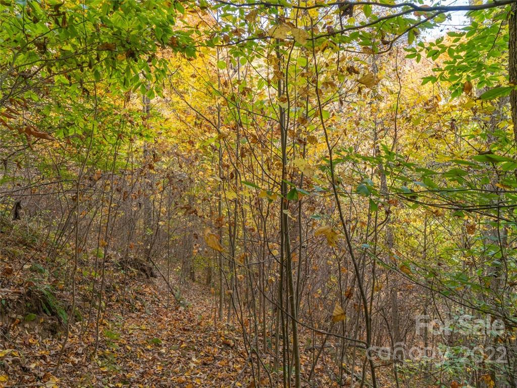 0 Drake Cove Road Mars Hill, NC 28754 - Photo 29 of 33 a view of a yard