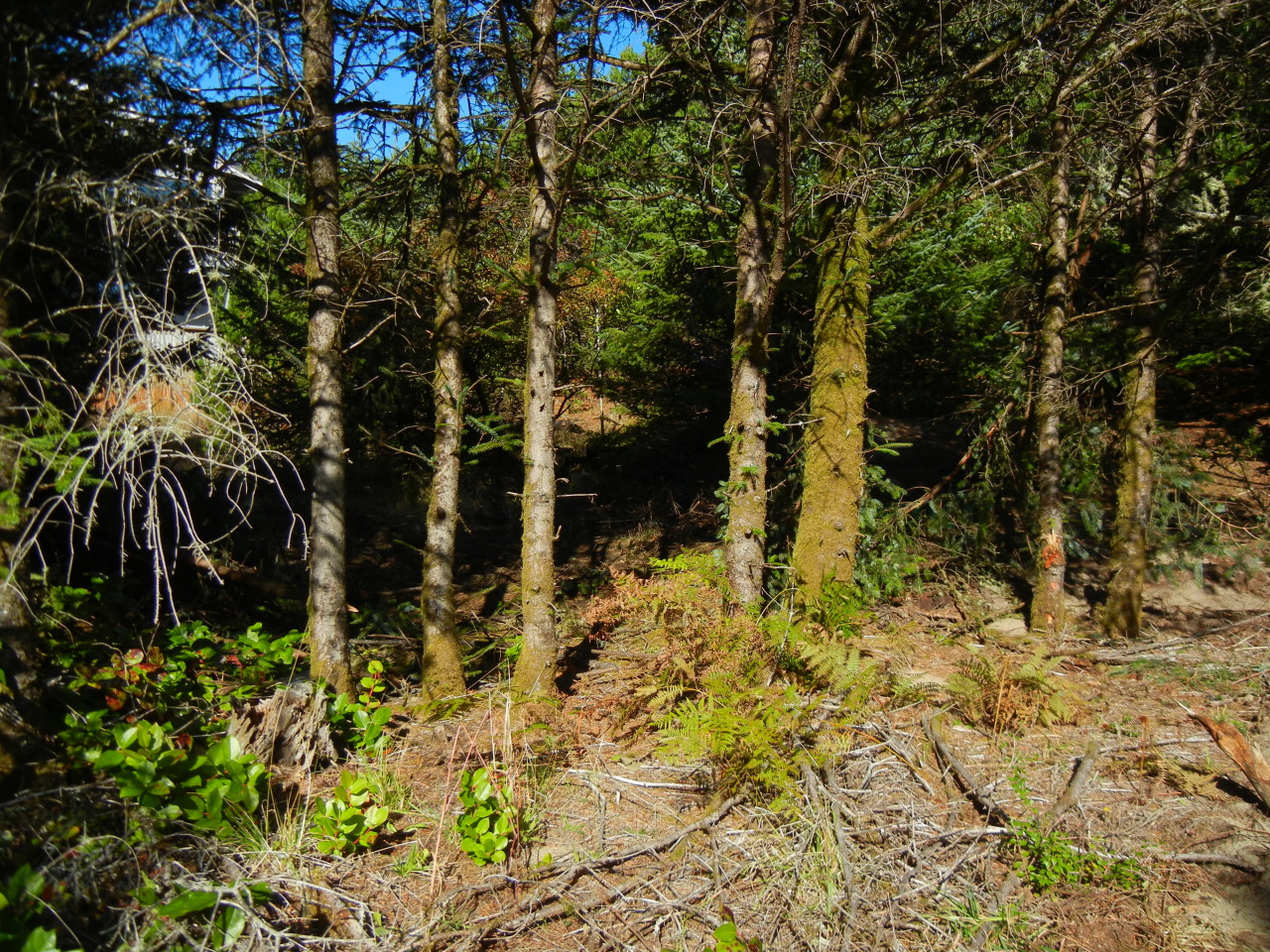 501 Pine Road Pacific City, OR 97135 - Photo 2 of 3 Lot