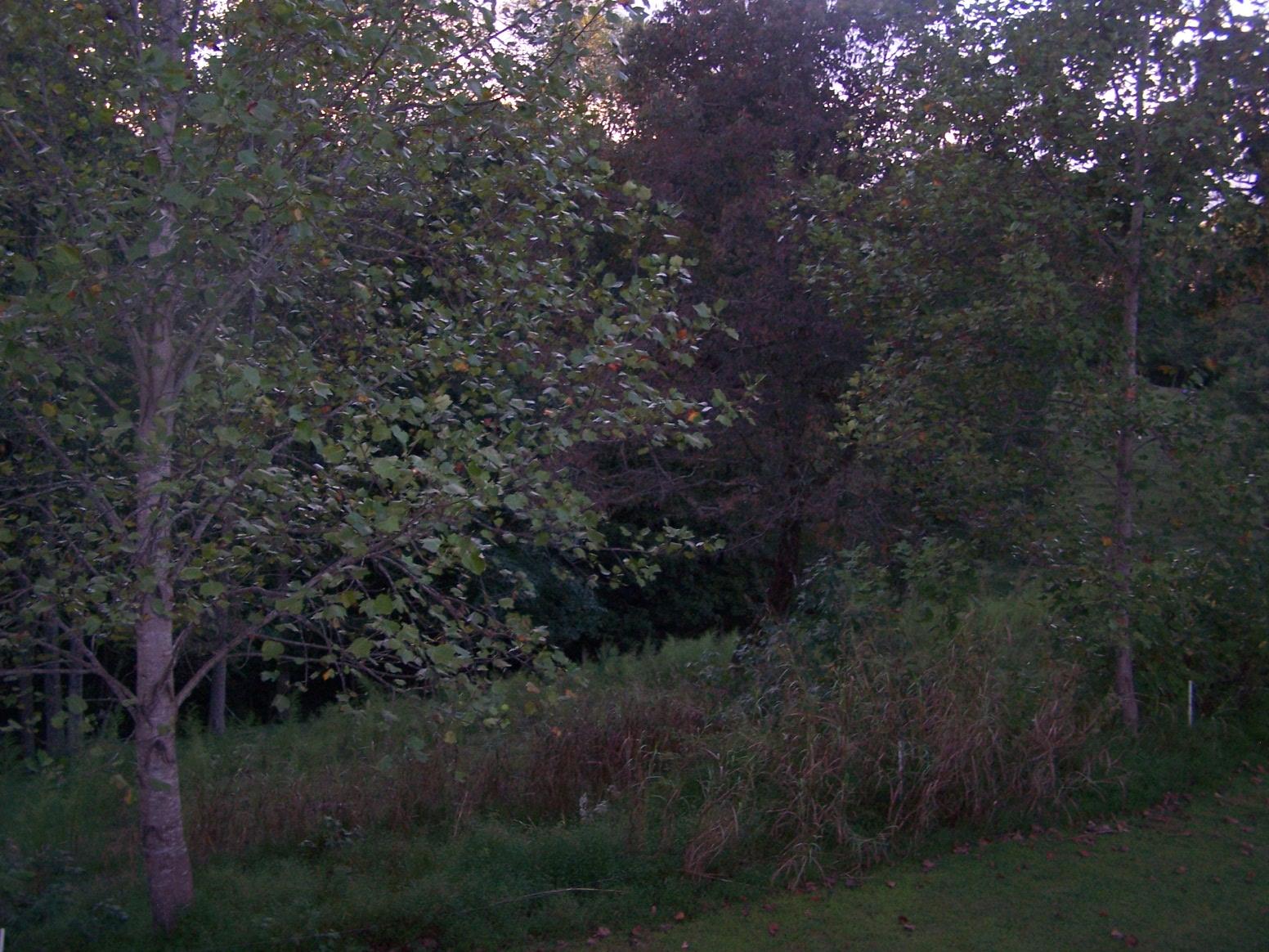 1990 Nancy Green Ridge Road Prospect, TN 38477 - Photo 23 of 28 Wooded area out back