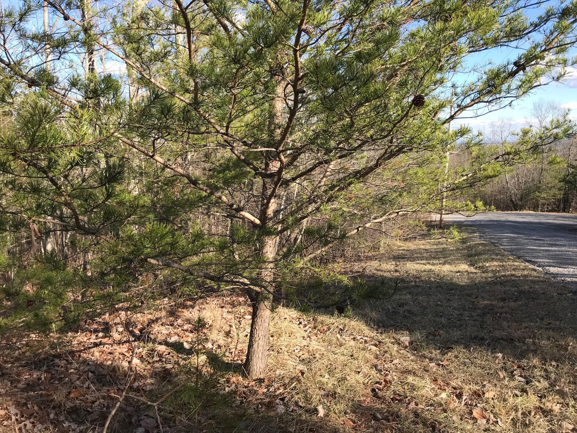 22 Forest Knoll Road, Unit 22 Dunlap, TN 37327 - Photo 6 of 10 Gallager6