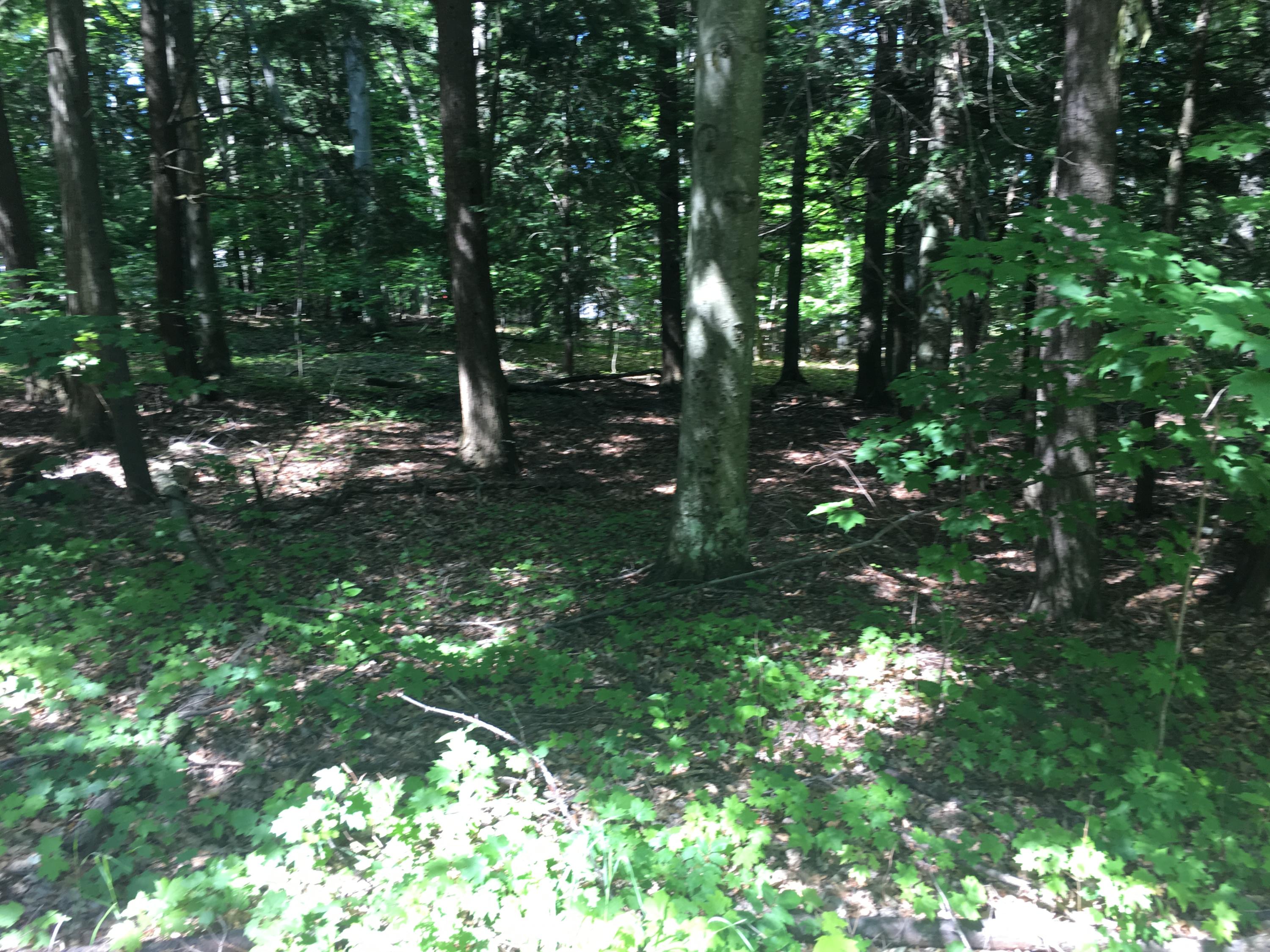 6969 Needles Road Indian River, MI 49749 - Photo 3 of 7 Gallery Image 3