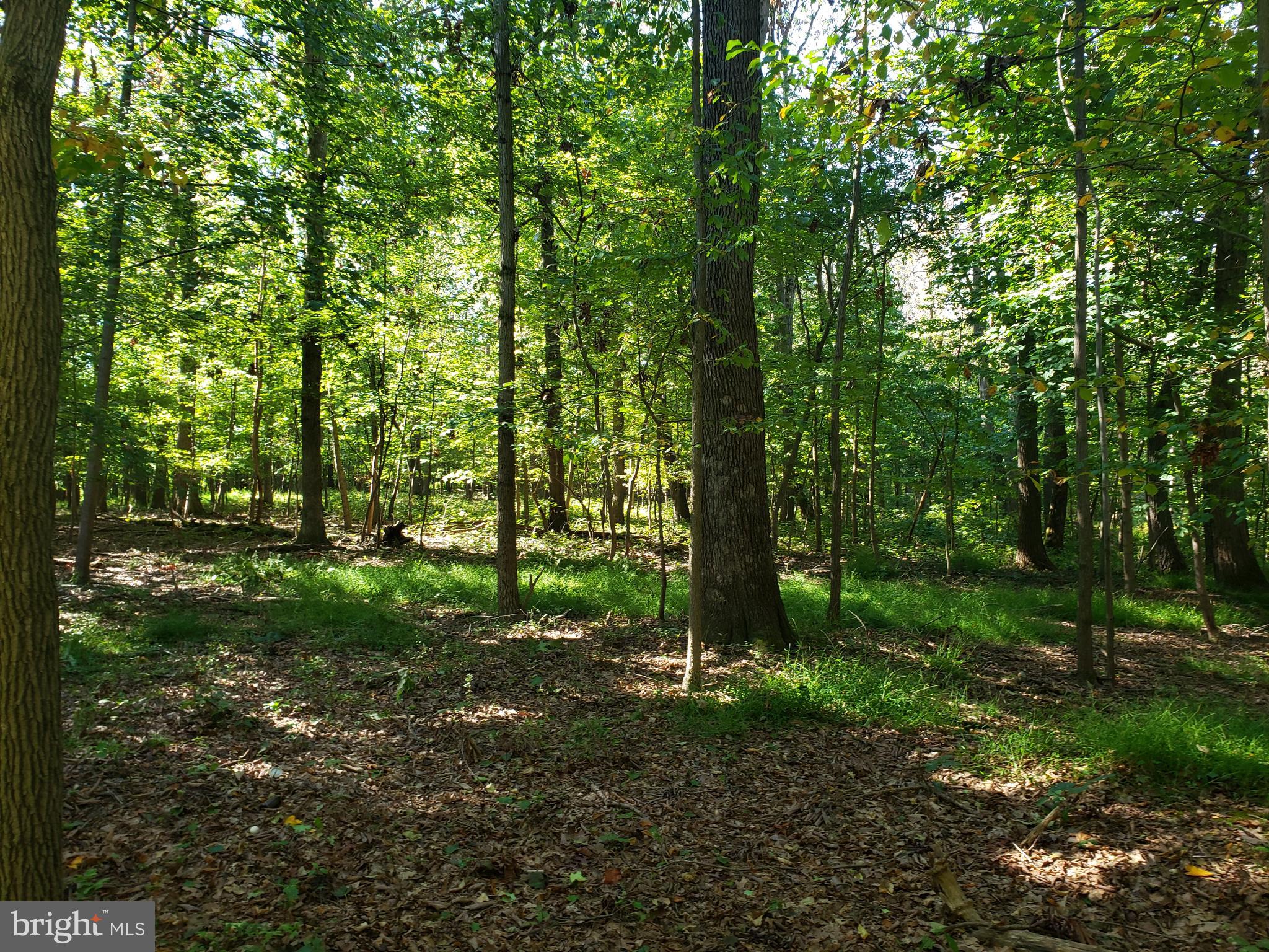 Pcl #116 Pcl Road Northwest Mount Airy, MD 21771 - Photo 13 of 14