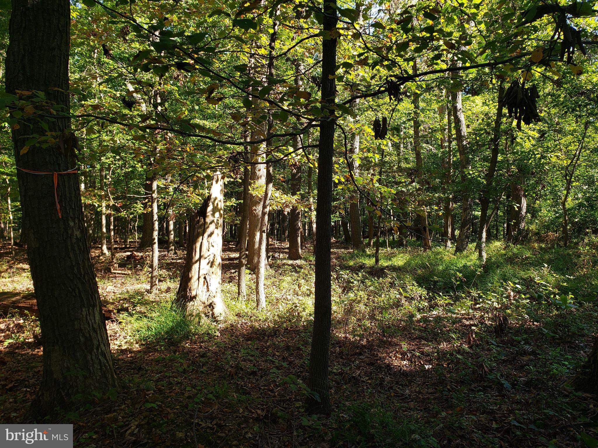 Pcl #116 Pcl Road Northwest Mount Airy, MD 21771 - Photo 4 of 14