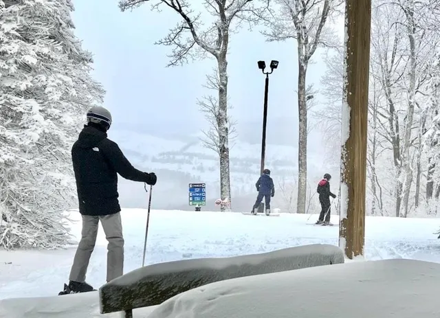 a view of a park with a tree