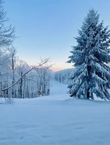 a view of dirt road with trees in the background