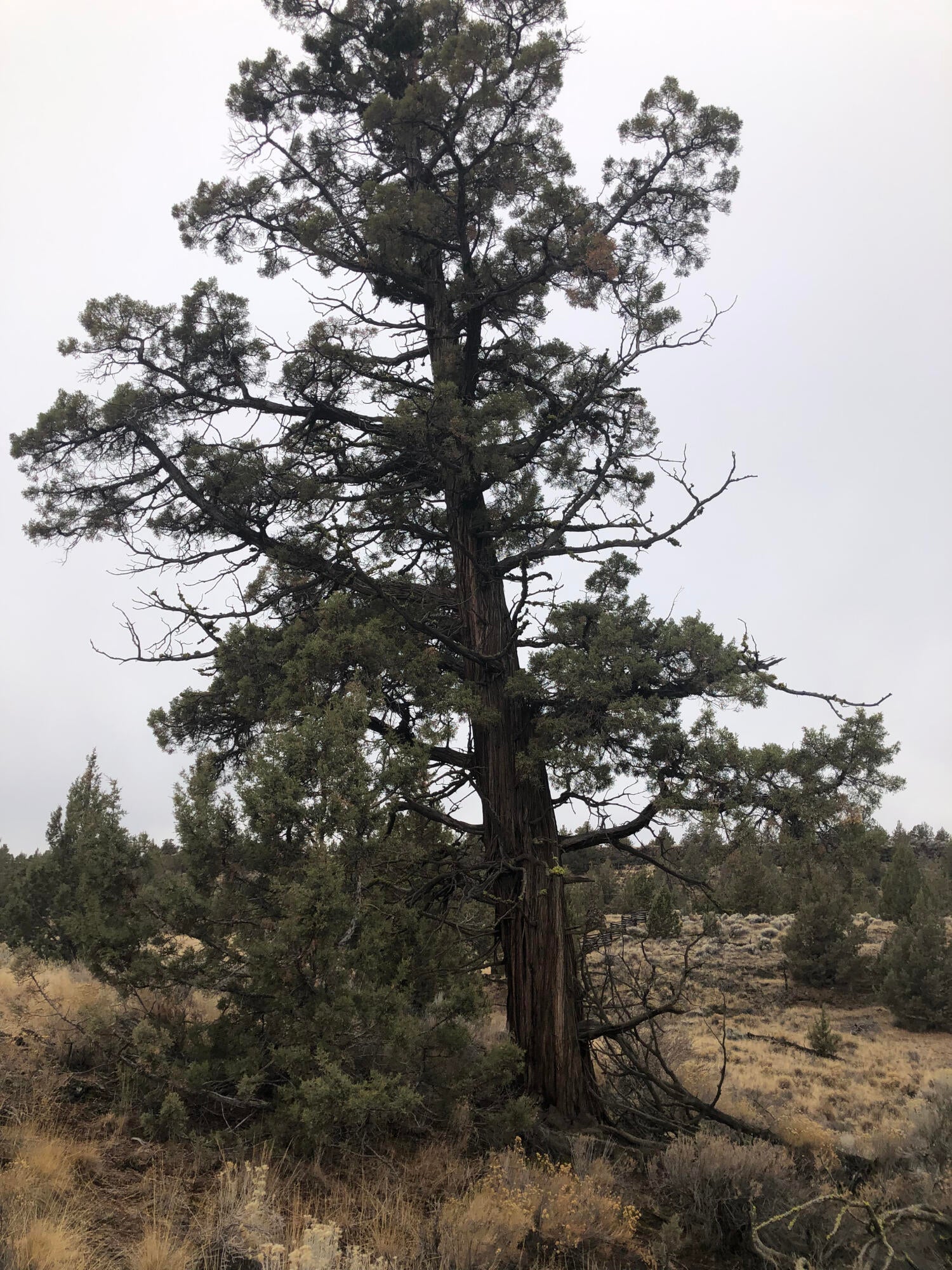 16825 Southwest Quail Road Terrebonne, OR 97760 - Photo 12 of 12 Many old Juniper trees on the property