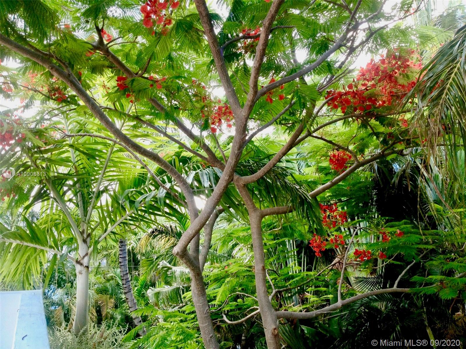 385 Ridgewood Road Key Biscayne, FL 33149 - Photo 28 of 54 a backyard of a house with lots of green space