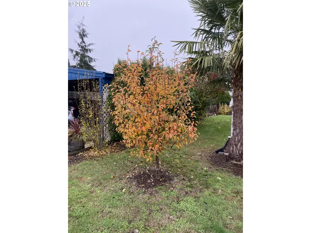 a view of a backyard with floor to ceiling window plants and trees