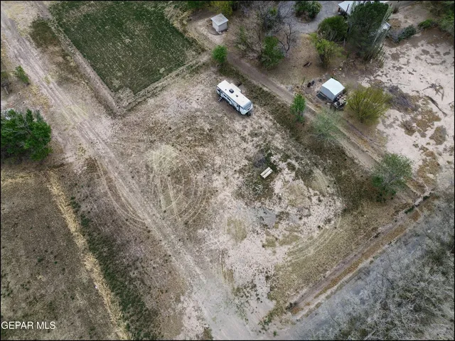 a view of a forest that has a tree