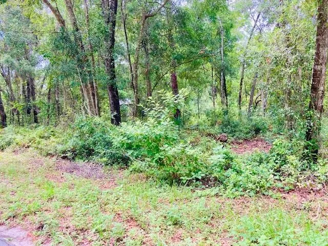 a view of a garden with plants