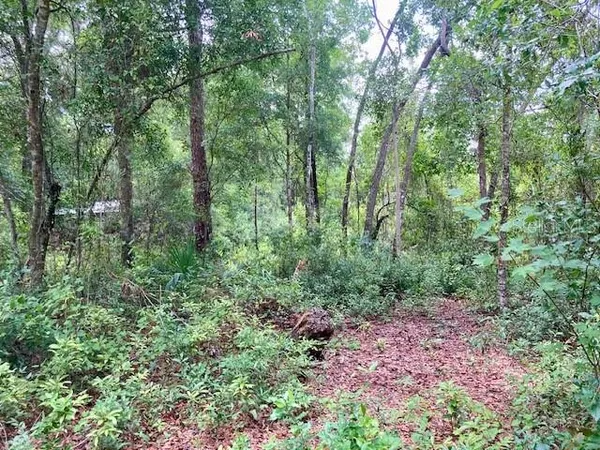 a view of a garden with trees