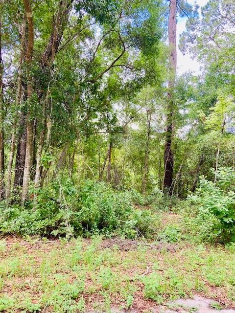 407 Raulerson Road Seville, FL 32190 - Photo 3 of 7 a view of a yard with plants and large trees