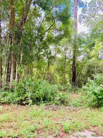 a view of a yard with plants and large trees