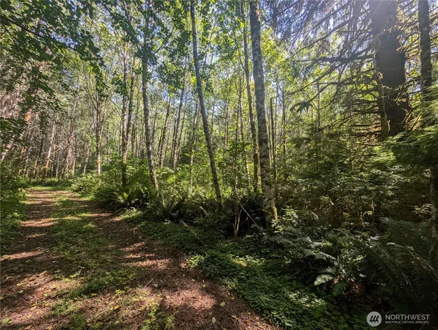 a view of a yard with large trees