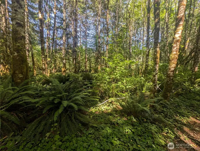 a view of a tree in a yard