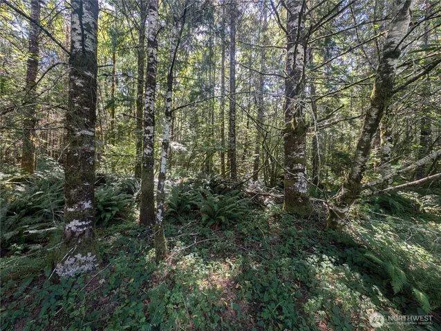 a view of a forest with a tree