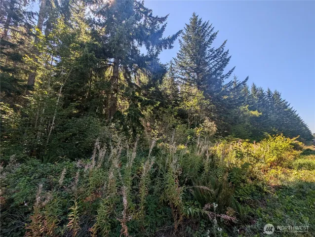 a view of a forest with a tree