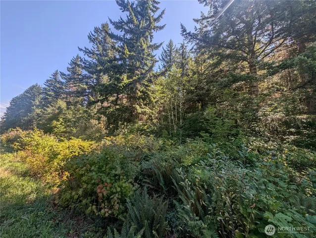 a view of a tree in a yard
