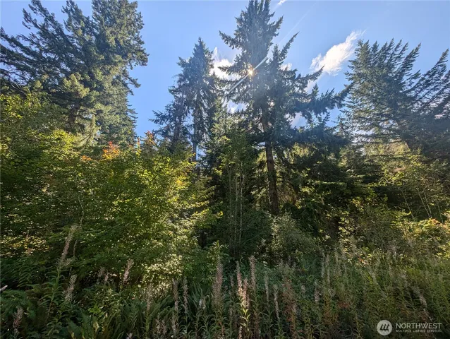 a view of a tree in a yard