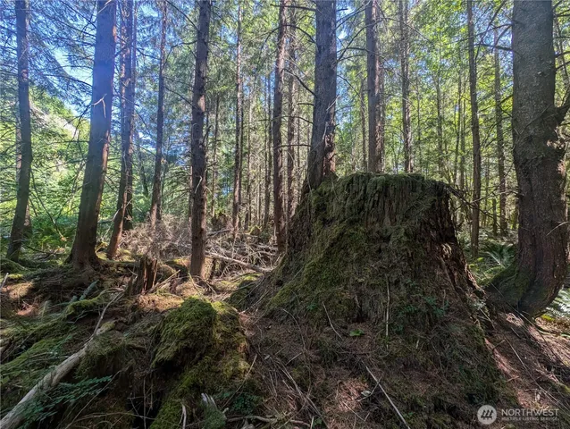 a view of a forest with trees