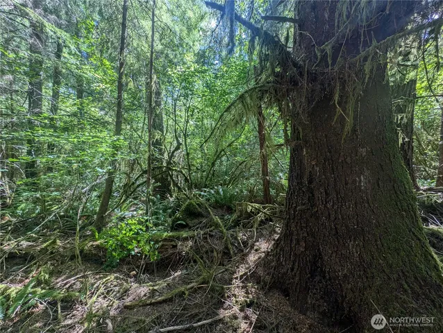 a view of a garden with plants