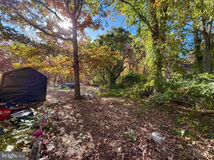 a view of a backyard with large trees