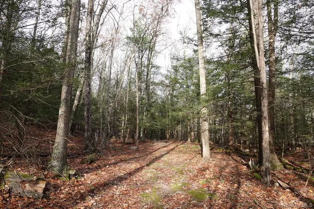 a view of a forest with trees in the background
